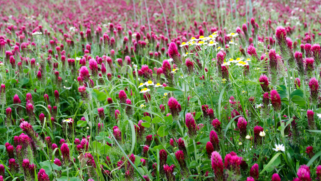 Crimson Clover