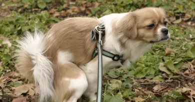 How to Massage a Dog to Poop
