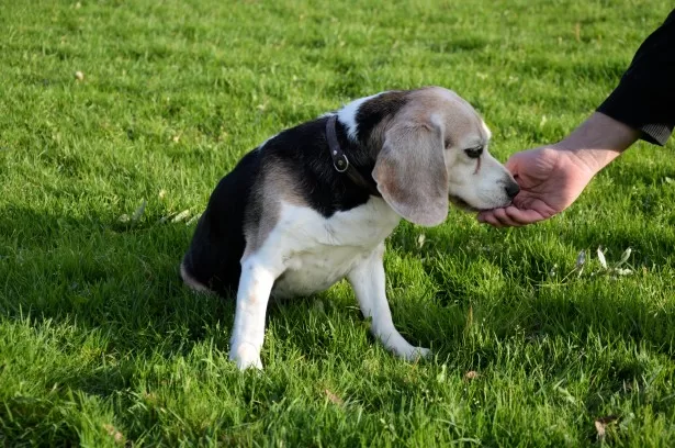 How to Massage a Dog to Poop