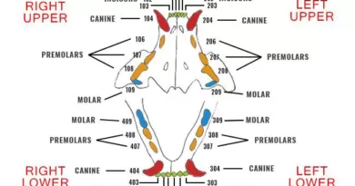 How to Use a Cat Dental Chart feline dental chart