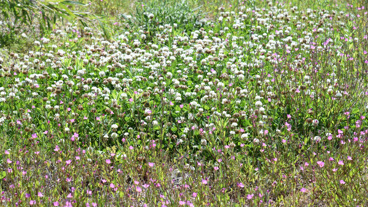 Can Cows Eat Clover? Complete Guide in 5 minutes Yaafur