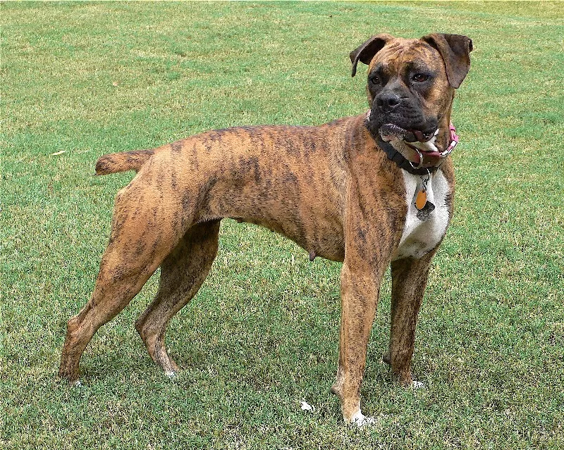 Why Are Brindle Dogs Unpopular? - Yaafur