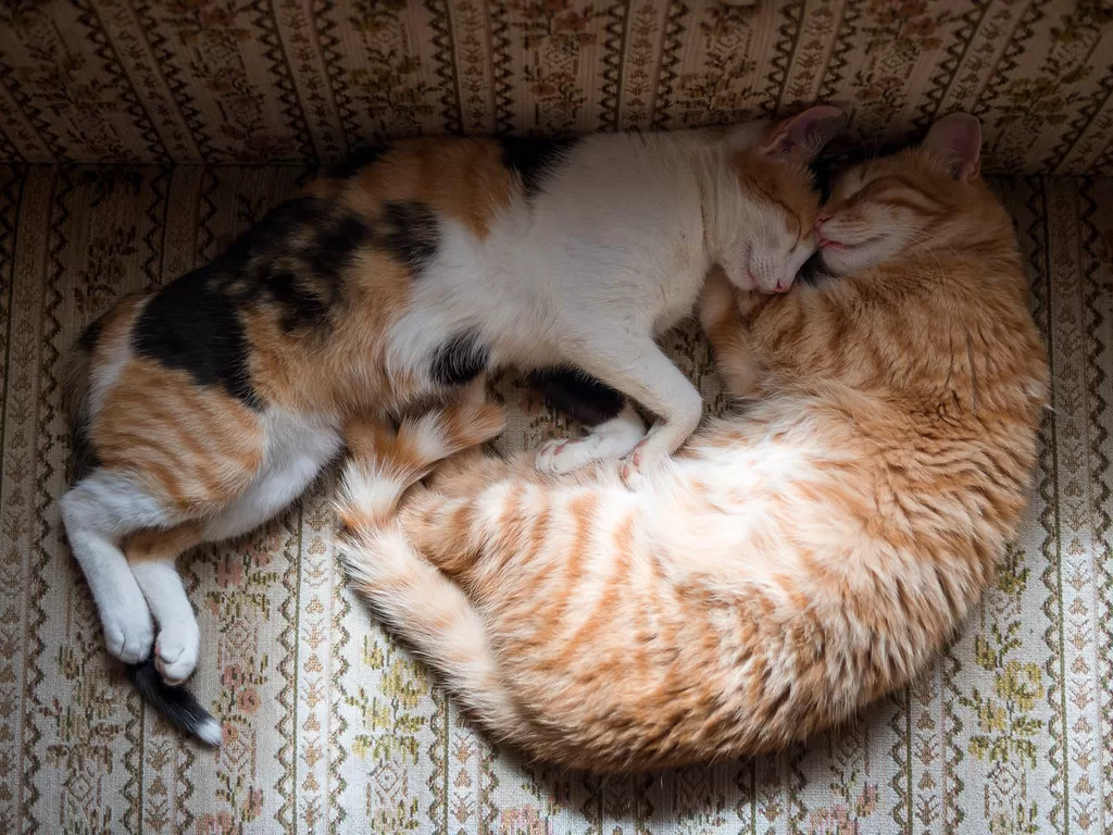 Two colorful cats sleeping and cuddling on a couch