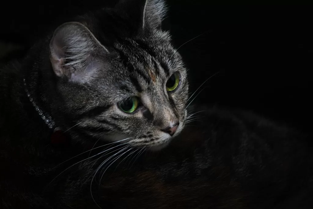 Are Cats Scared of The Dark?