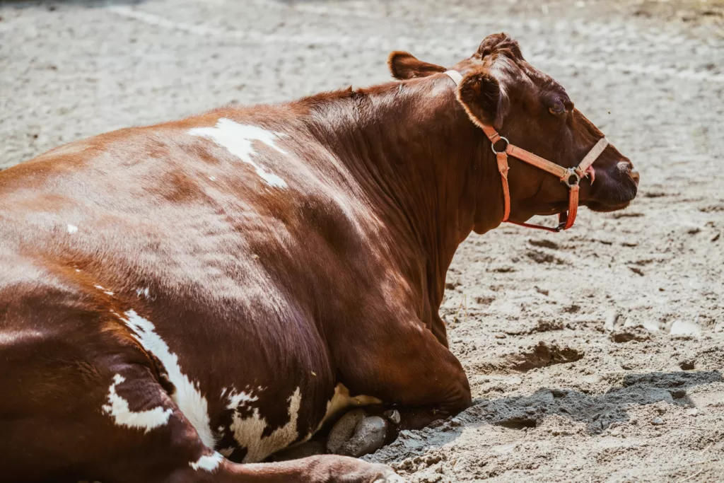 cow sleeping 