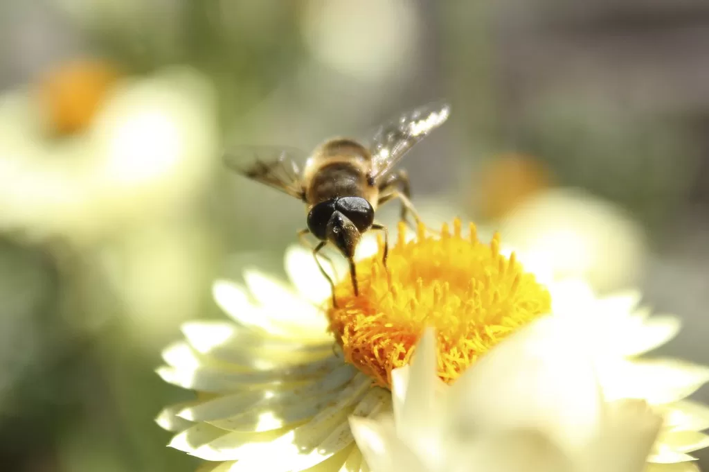 Do bees have knees? Facts Behind Bees Knees