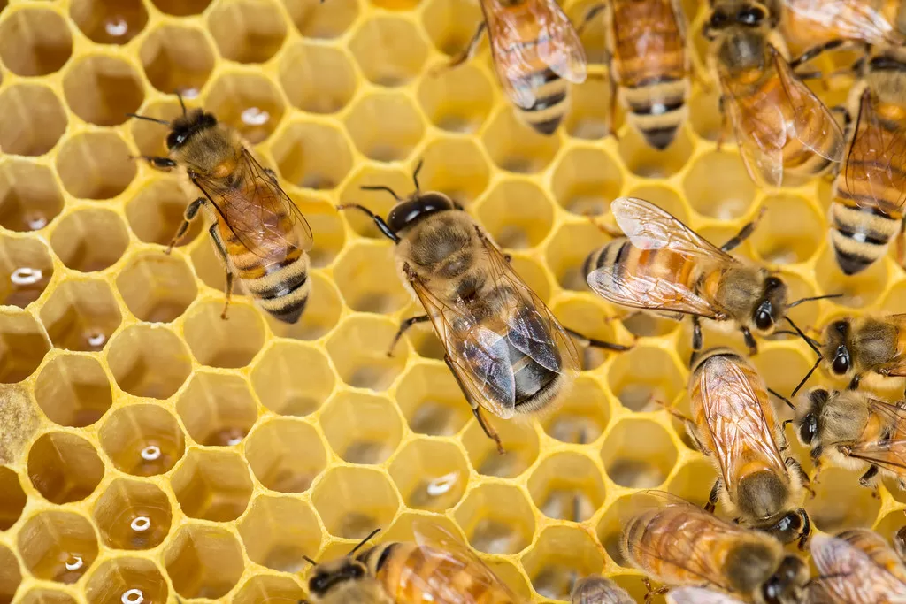Do bees have knees? Facts Behind Bees Knees