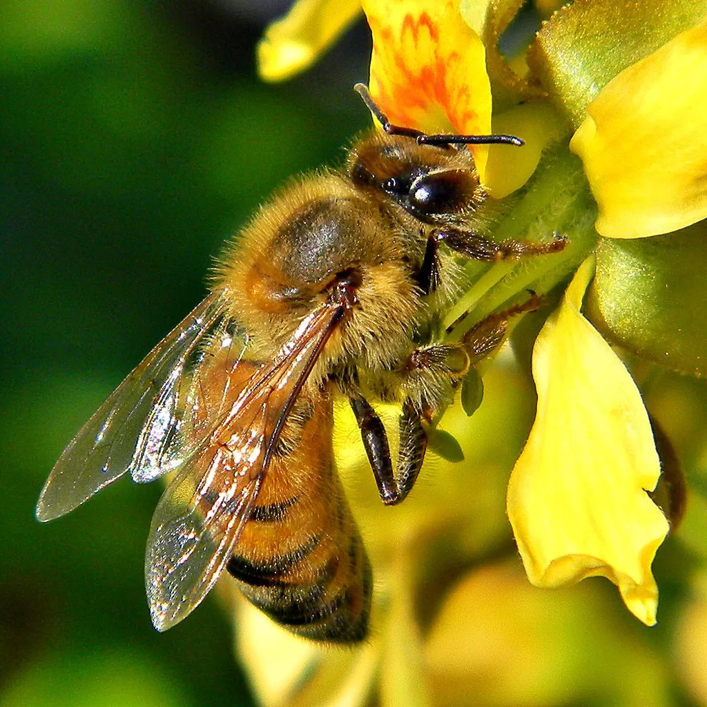 Do bees have knees? Facts Behind Bees Knees