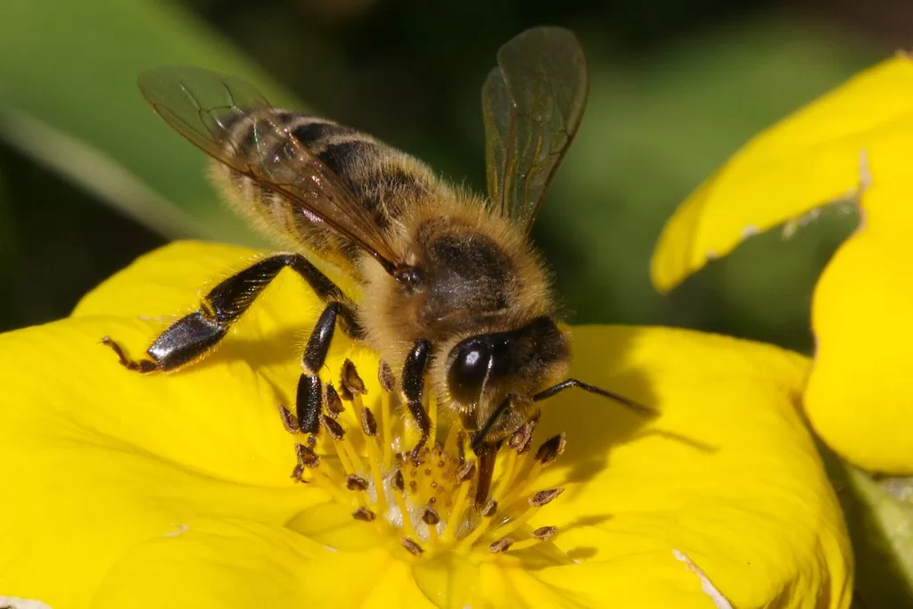 Do bees have knees? Facts Behind Bees Knees