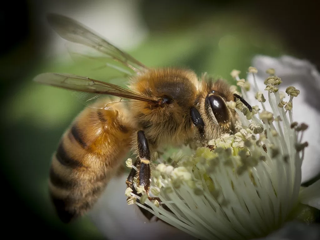 Do bees have knees? Facts Behind Bees Knees