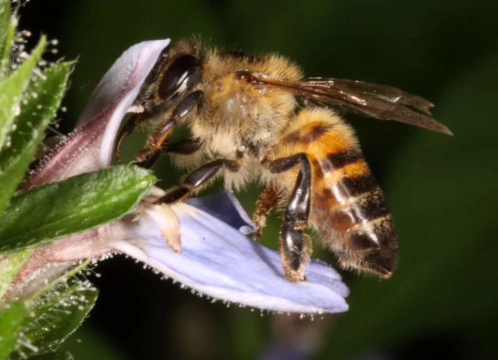 Do bees have knees? Facts Behind Bees Knees