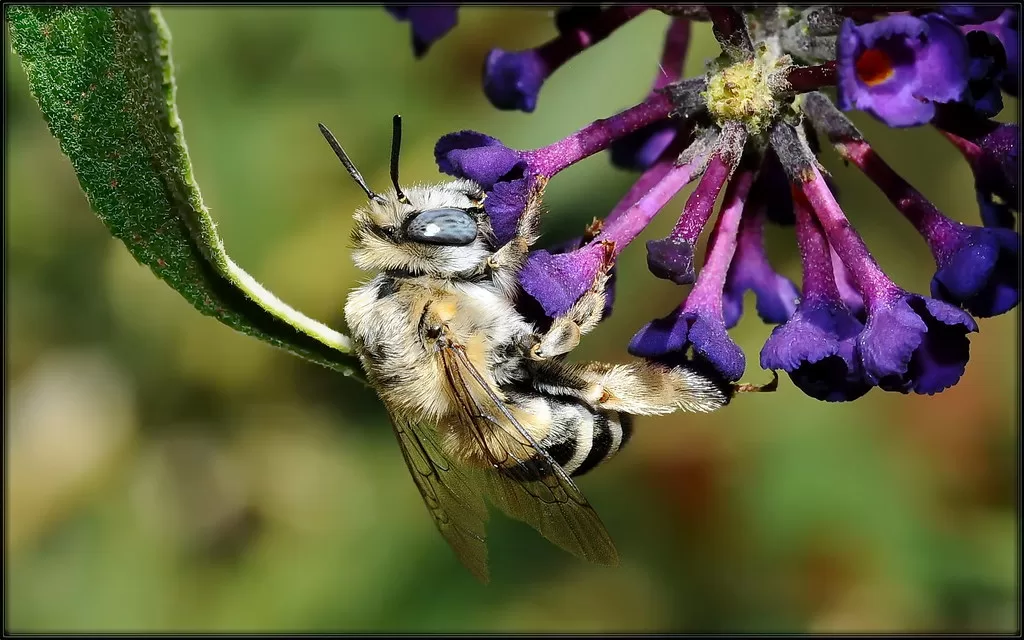 Do bees have knees? Facts Behind Bees Knees