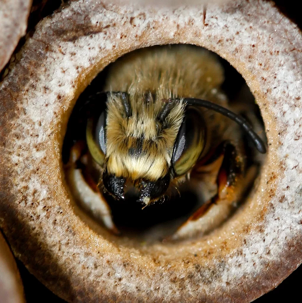 Do bees have knees? Facts Behind Bees Knees