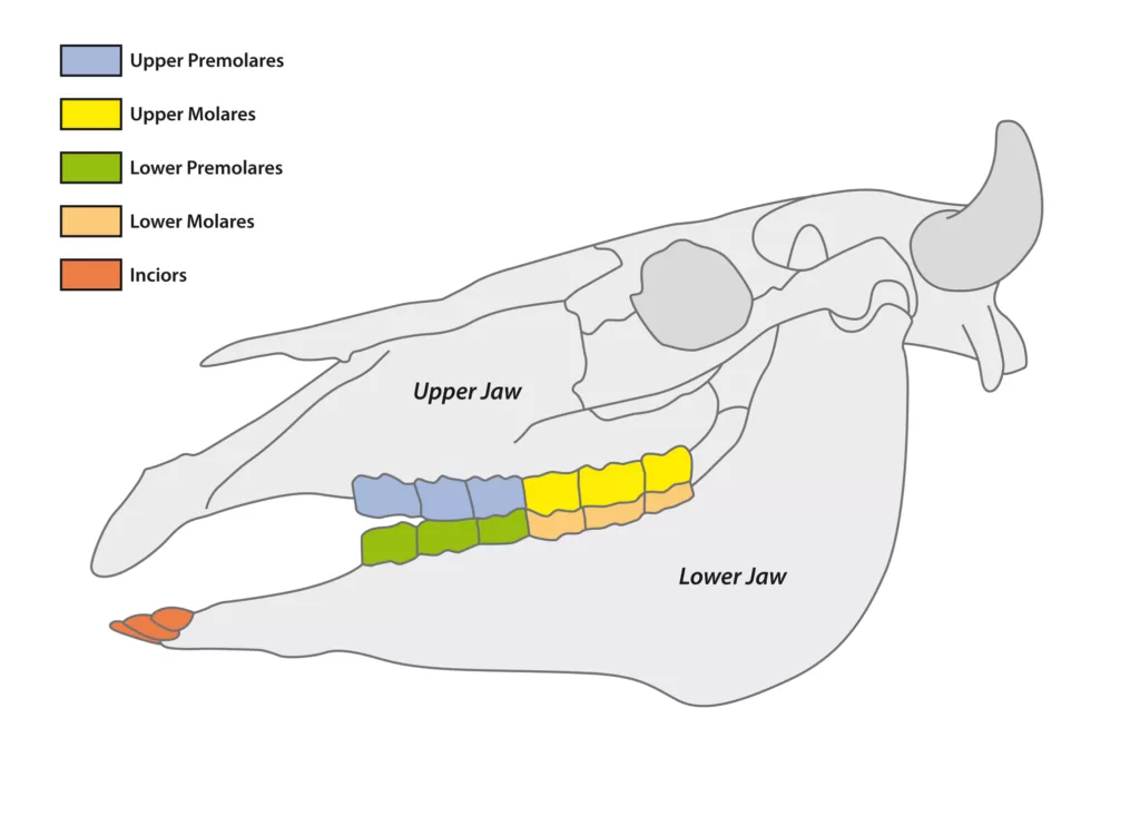 Do cows have upper teeth