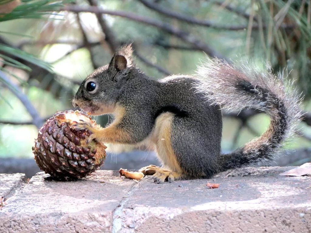 Can Squirrels Eat Pistachios?