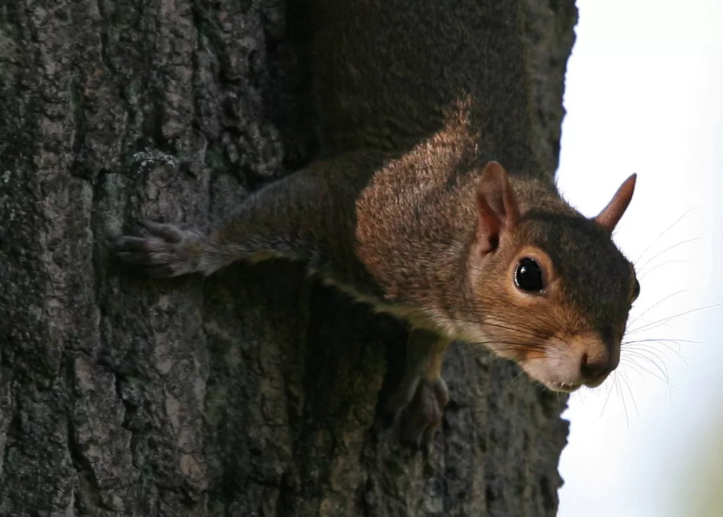 Can Squirrels Eat Pistachios?