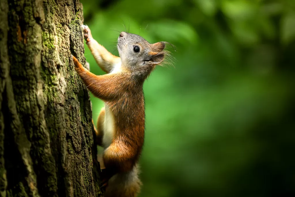 Can Squirrels Eat Pistachios?