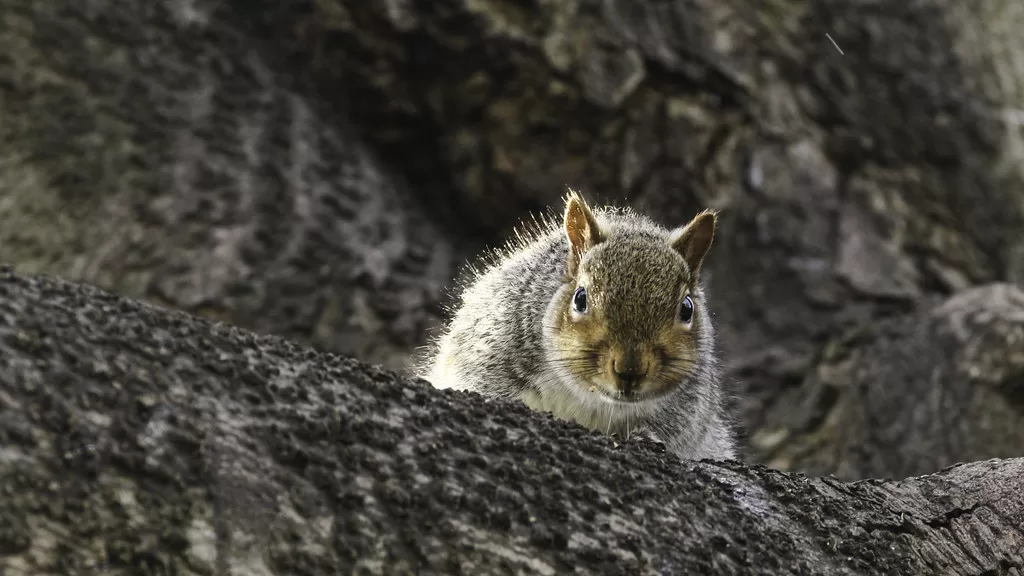 Can Squirrels Eat Pistachios?