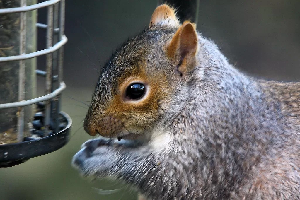 Can Squirrels Eat Pistachios?