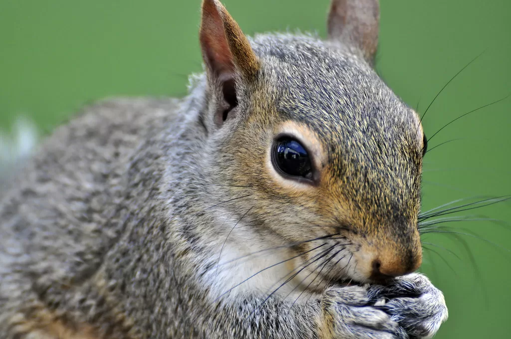 Can Squirrels Eat Pistachios?