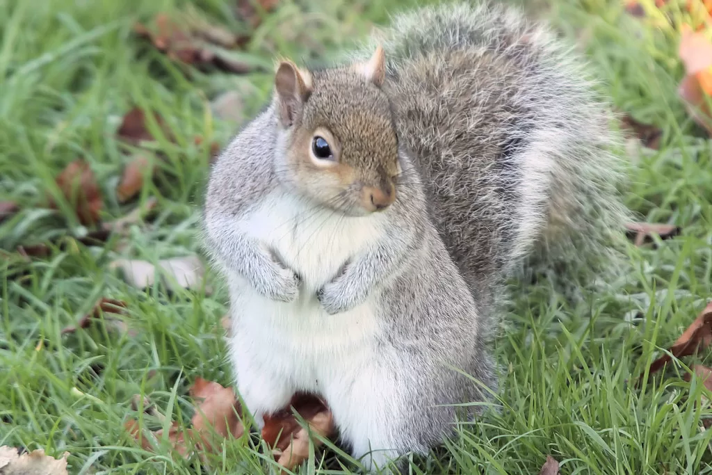 Can Squirrels Eat Pistachios?