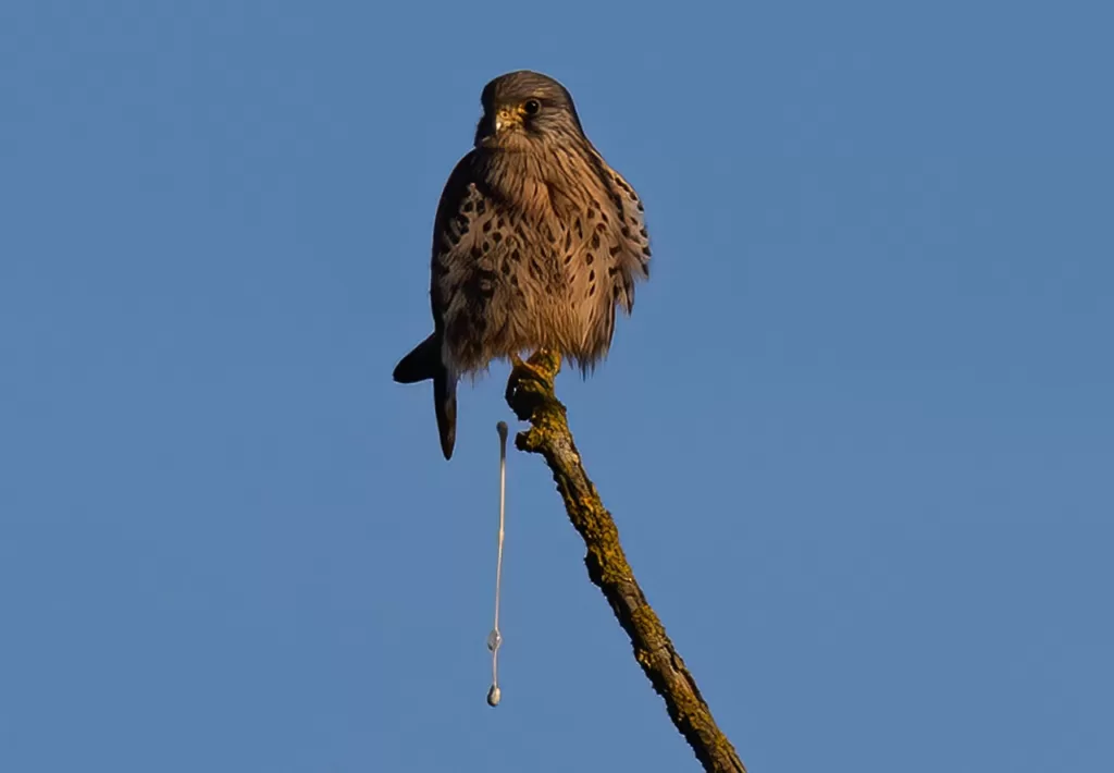 How To Get Bird Poop Off Car?