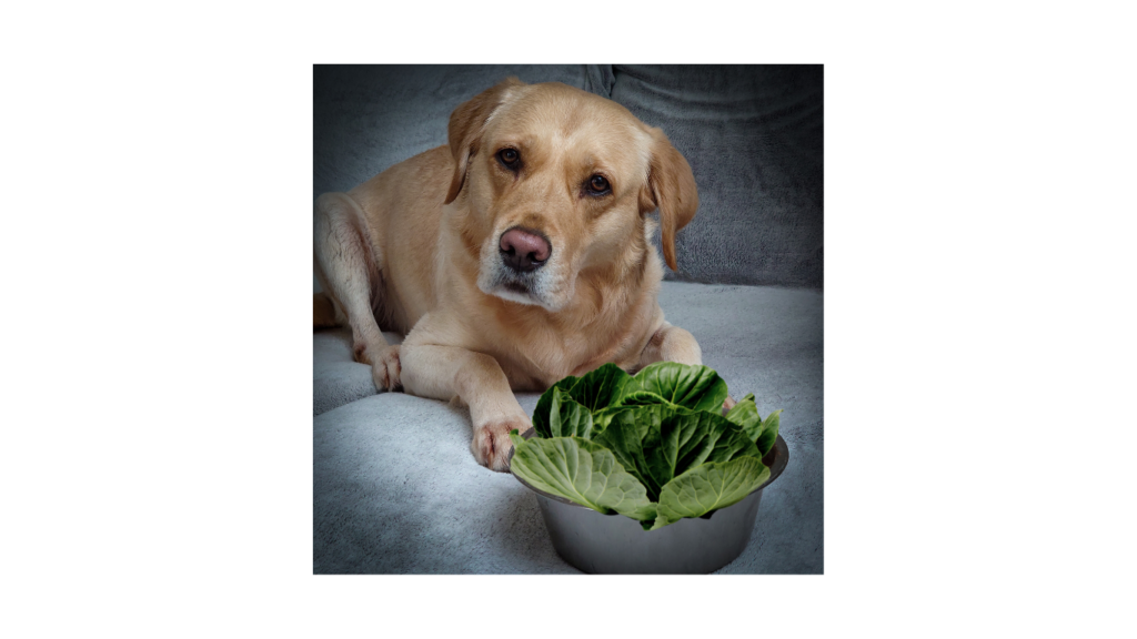 Can Dogs Eat Black-Eyed Peas and Cabbage