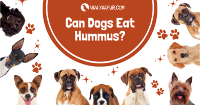 Can Dogs Eat Hummus