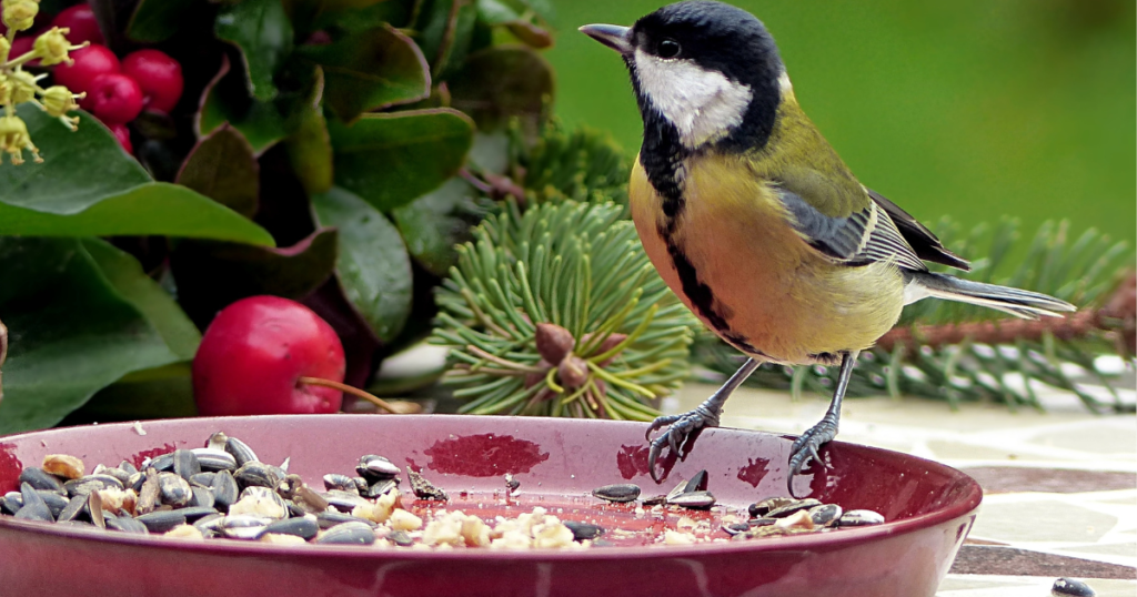 can birds eat sesame seeds