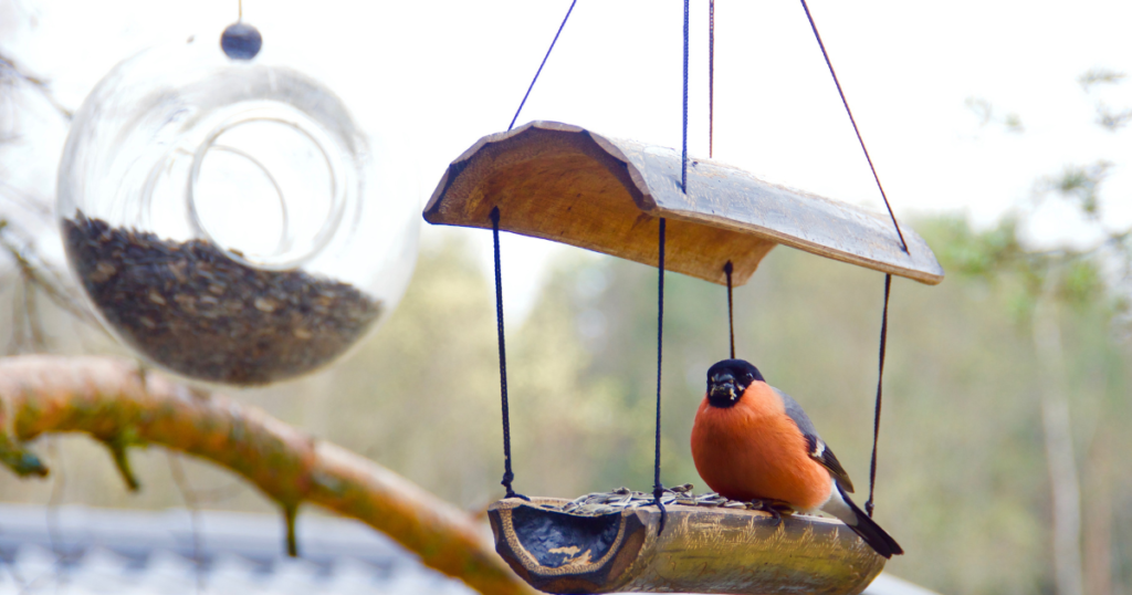 can birds eat sesame seeds