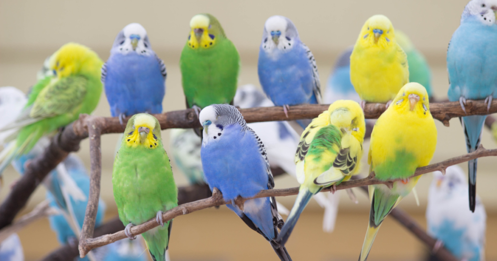 can lovebirds eat watermelon?