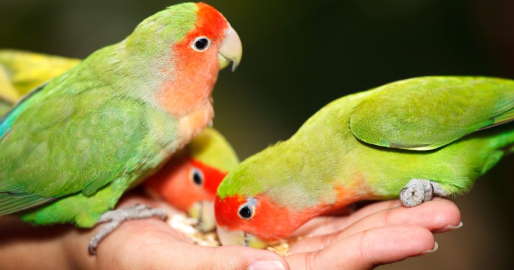 Lovebirds Eat Watermelon