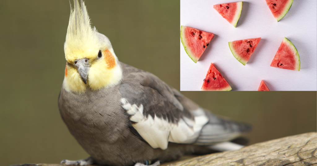 can birds eat watermelon