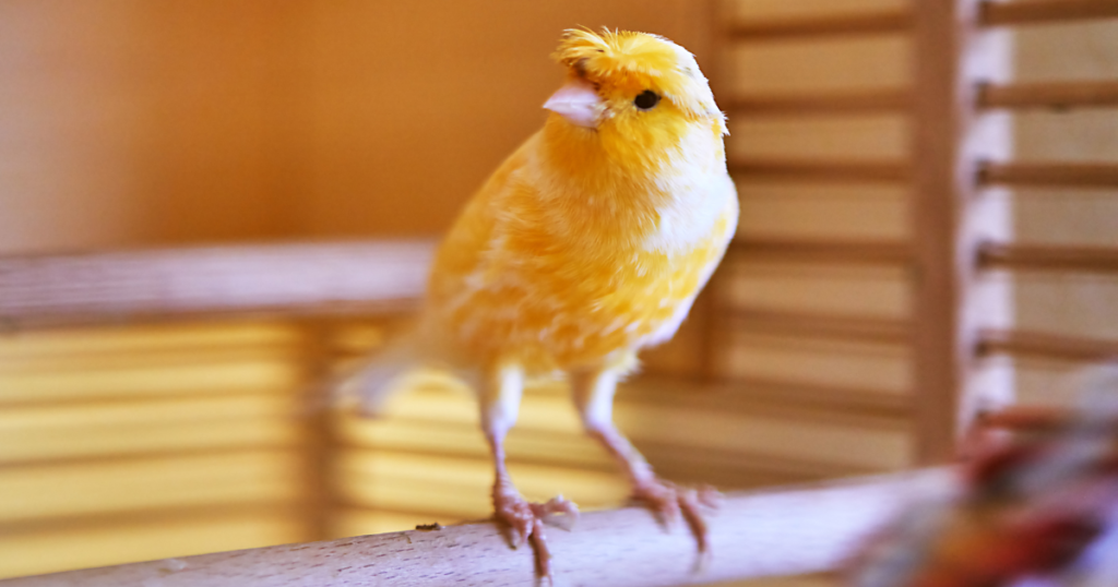 Canary Birds Eat Watermelon