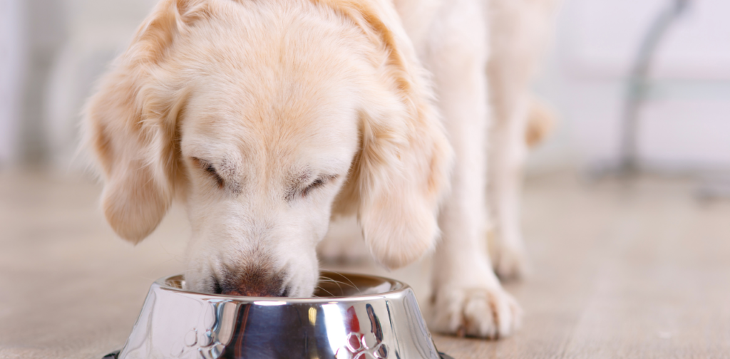 Dogs eat Chickpeas