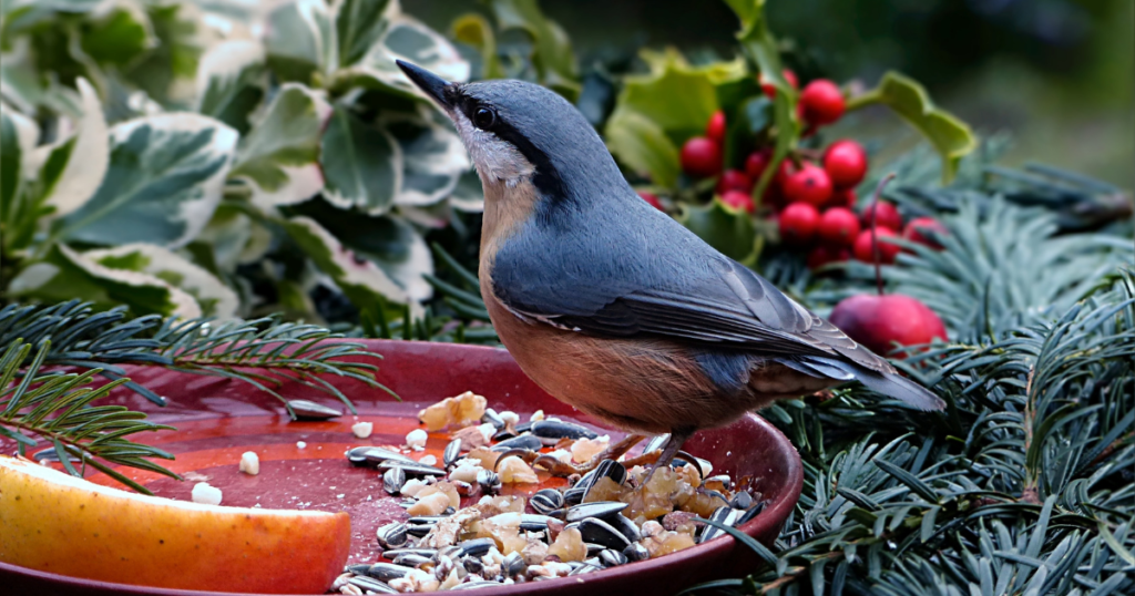 can birds eat sesame seeds