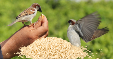 Can Birds Eat Sesame Seeds?