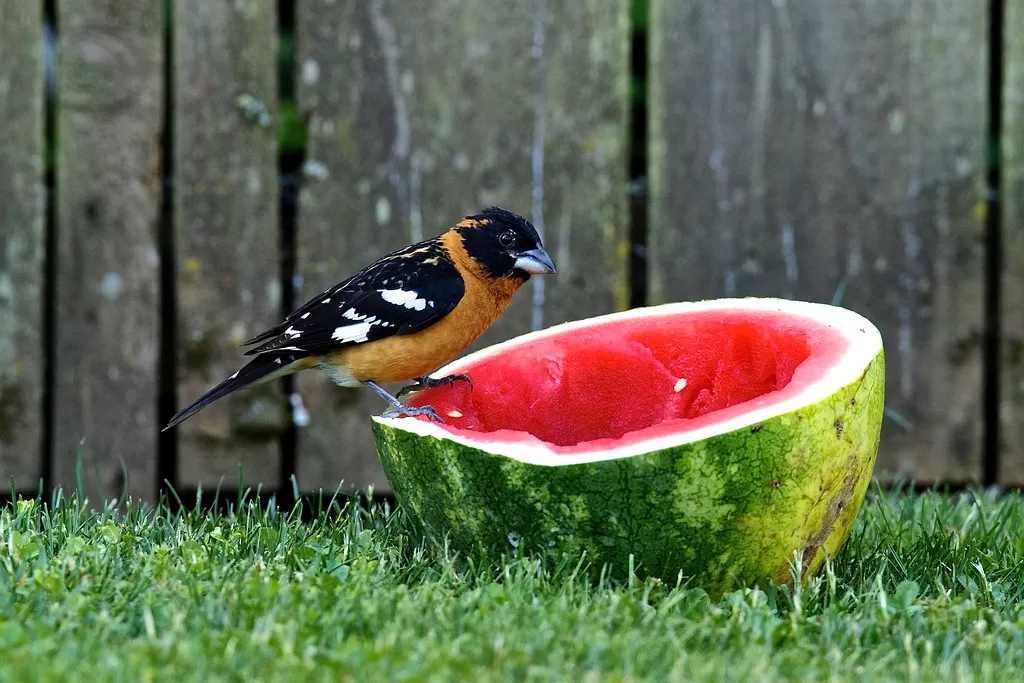 Can Birds Eat Watermelon?