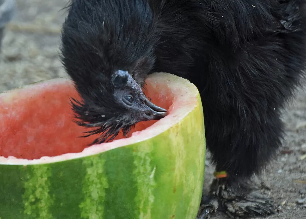 Can Birds Eat Watermelon?