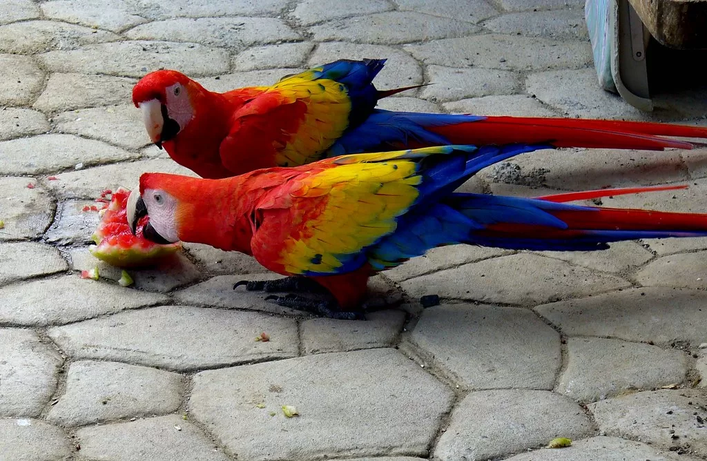 Can Birds Eat Watermelon?