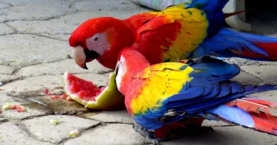 Can Birds Eat Watermelon?