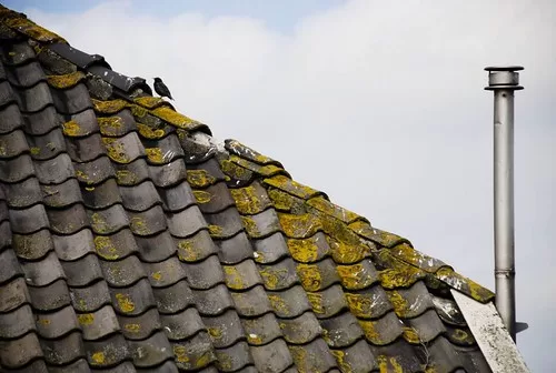 How Long Will a Bird Stuck in a Chimney Take To Die?