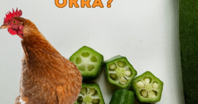 Can Chickens Eat Okra?