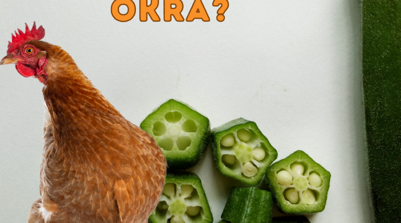 Can Chickens Eat Okra?