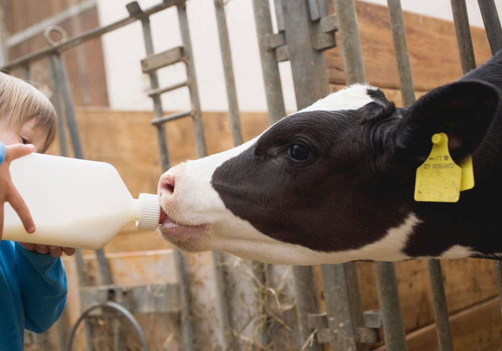 Do cows like music