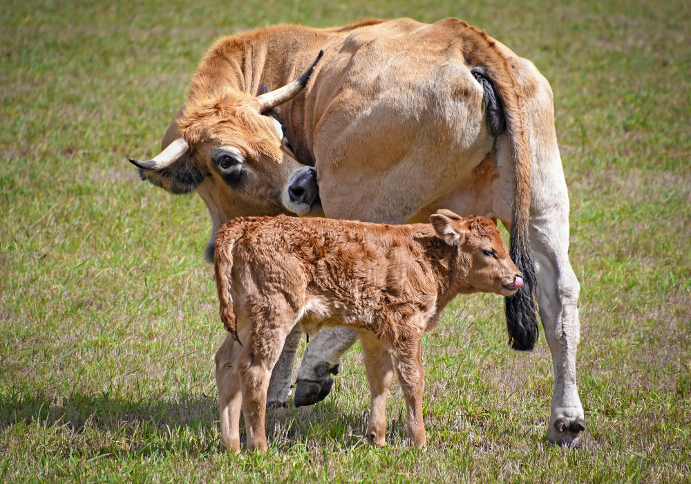 Ovulation in Cattle