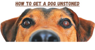 How To Get A Dog Unstoned