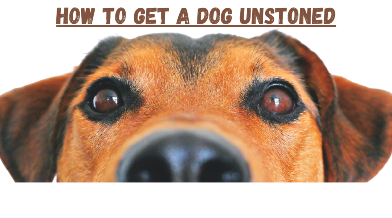 How To Get A Dog Unstoned