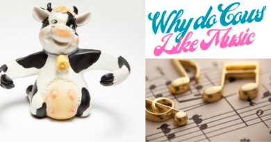 why do cows like music