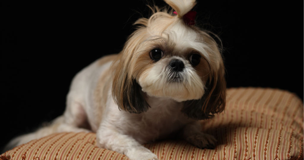 Why Shih Tzu Is The Worst Dog?